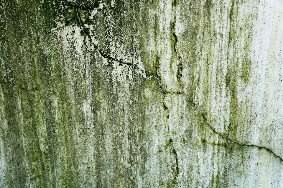 Our Commitment to a Mold-Free Lancaster